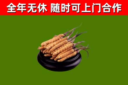 孟村县烟酒回收冬虫夏草.jpg