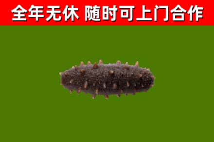 孟村县烟酒回收干海参.jpg